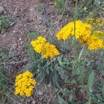 Hypericum scabrum Flower