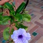 Ruellia tuberosa 花