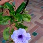 Ruellia tuberosa Fleur