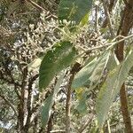 Cordia alliodora Hoja
