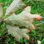 Quercus pagoda Leaf