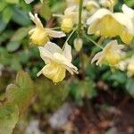 Epimedium alpinum Çiçek