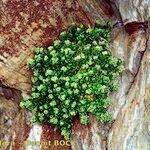 Polycarpon polycarpoides Ekosanga