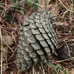 Pinus radiata Fruto