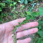 Salvia occidentalis Leaf