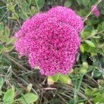 Hylotelephium telephium Fula