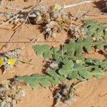 Launaea capitata Feuille