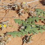 Launaea capitata Leaf