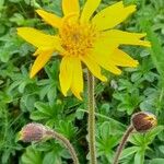 Arnica montana Cvet