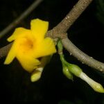 Tabernaemontana pauli Flor