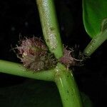 Drymonia macrophylla Bark