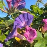 Ipomoea indica Flower