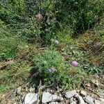 Scabiosa triandra Habitus