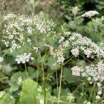 Chaerophyllum aureum Flower