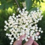 Sambucus canadensisΛουλούδι