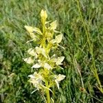 Platanthera algeriensis ফুল