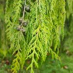 Cupressus cashmeriana Φύλλο