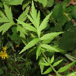 Achillea macrophylla Лист