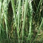 Cortaderia selloanaFolio