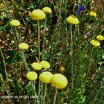 Cotula anthemoides ഫലം