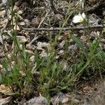 Leucanthemum pallens Foglia