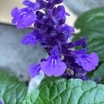 Salvia farinacea Квітка