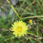 Pyrrhopappus carolinianus Flower