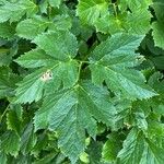 Peucedanum ostruthium Leaf