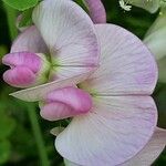 Lathyrus latifolius Цветок