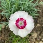 Dianthus caryophyllusFlower