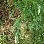 Cryptomeria japonica পাতা