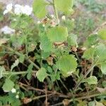 Sutera cordata Hoja