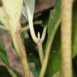 Flabellaria paniculata Corteza