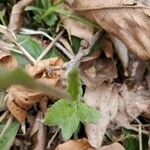 Antennaria plantaginifolia Blatt