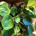 Pilea peperomioides Лист