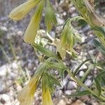 Onosma heterophylla Flower