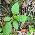 Elephantopus carolinianus Leaf