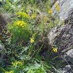 Cytisus emeriflorus Flor