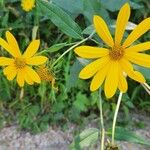 Helianthus divaricatusBlüte