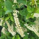 Itea virginica Folha