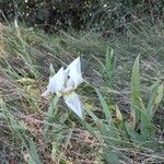 Iris albicans 花