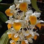 Dendrobium thyrsiflorum Flor