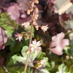 Heuchera elegans Flower