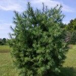 Pinus strobus Levél