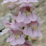 Penstemon palmeri Flor