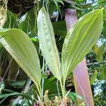 Stanhopea wardii 葉