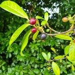 Prunus laurocerasus Leaf