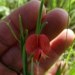 Lathyrus cicera Fleur