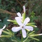 Saponaria officinalis 花