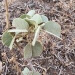 Abutilon pannosum Yaprak